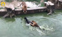 江苏动物园爆料案件视频,惊现神秘动物逃脱事件