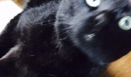 爆料猫咪丑照视频下载,这是哪位喵星人如此“自信”？